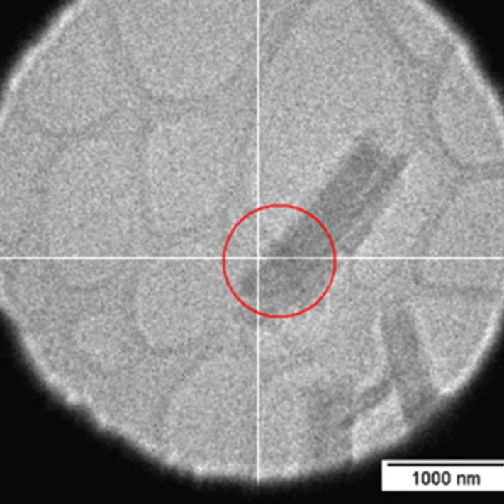 Crystals of beauveriolide