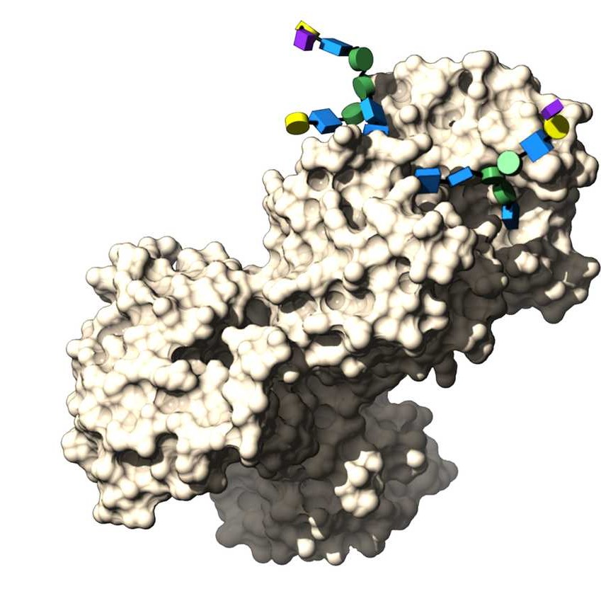 PDB entry 3v8x (Noinaj et al., 2012) is a structure of human transferrin