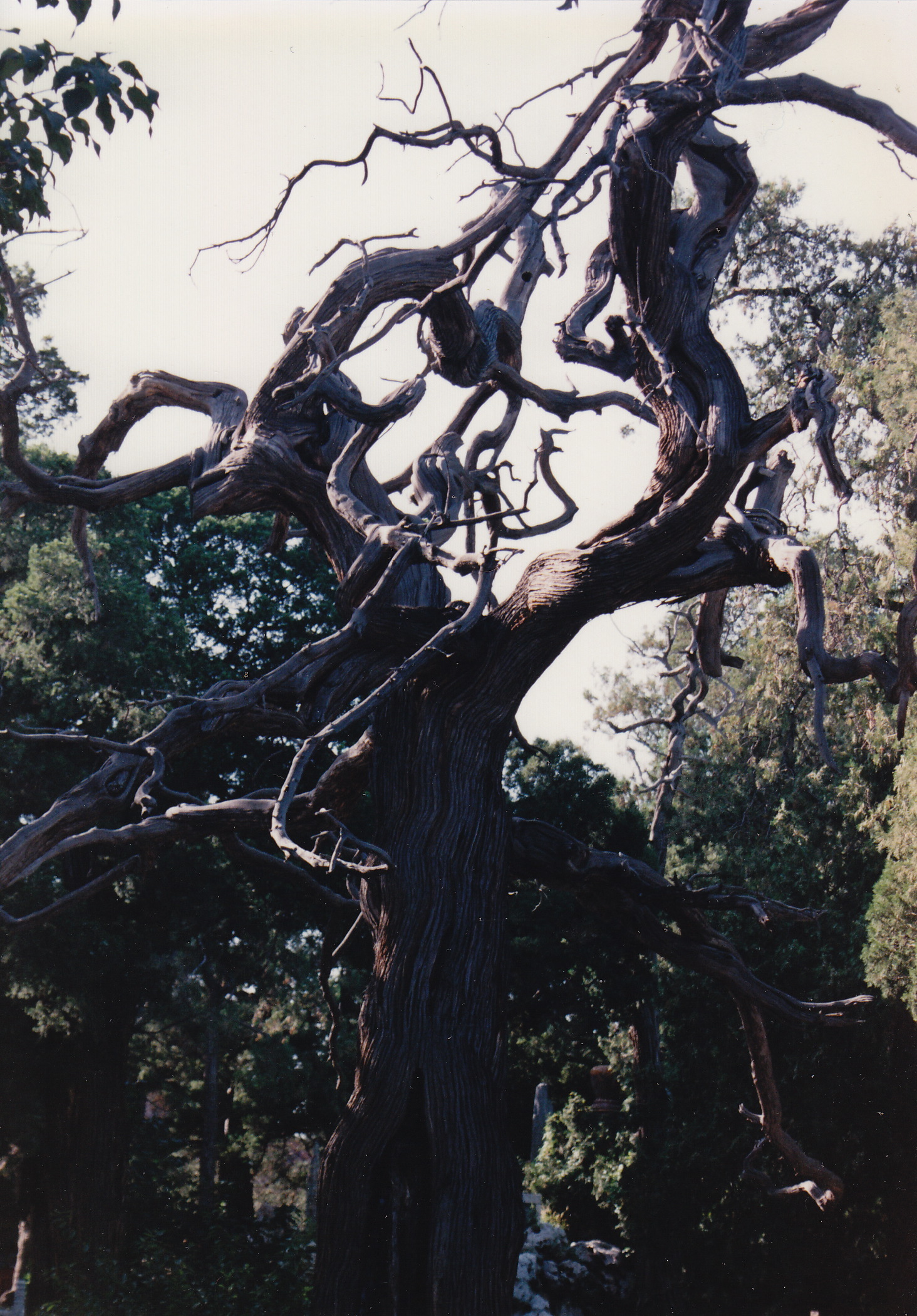 1993: IUCr Congress and General Assembly: Excursions