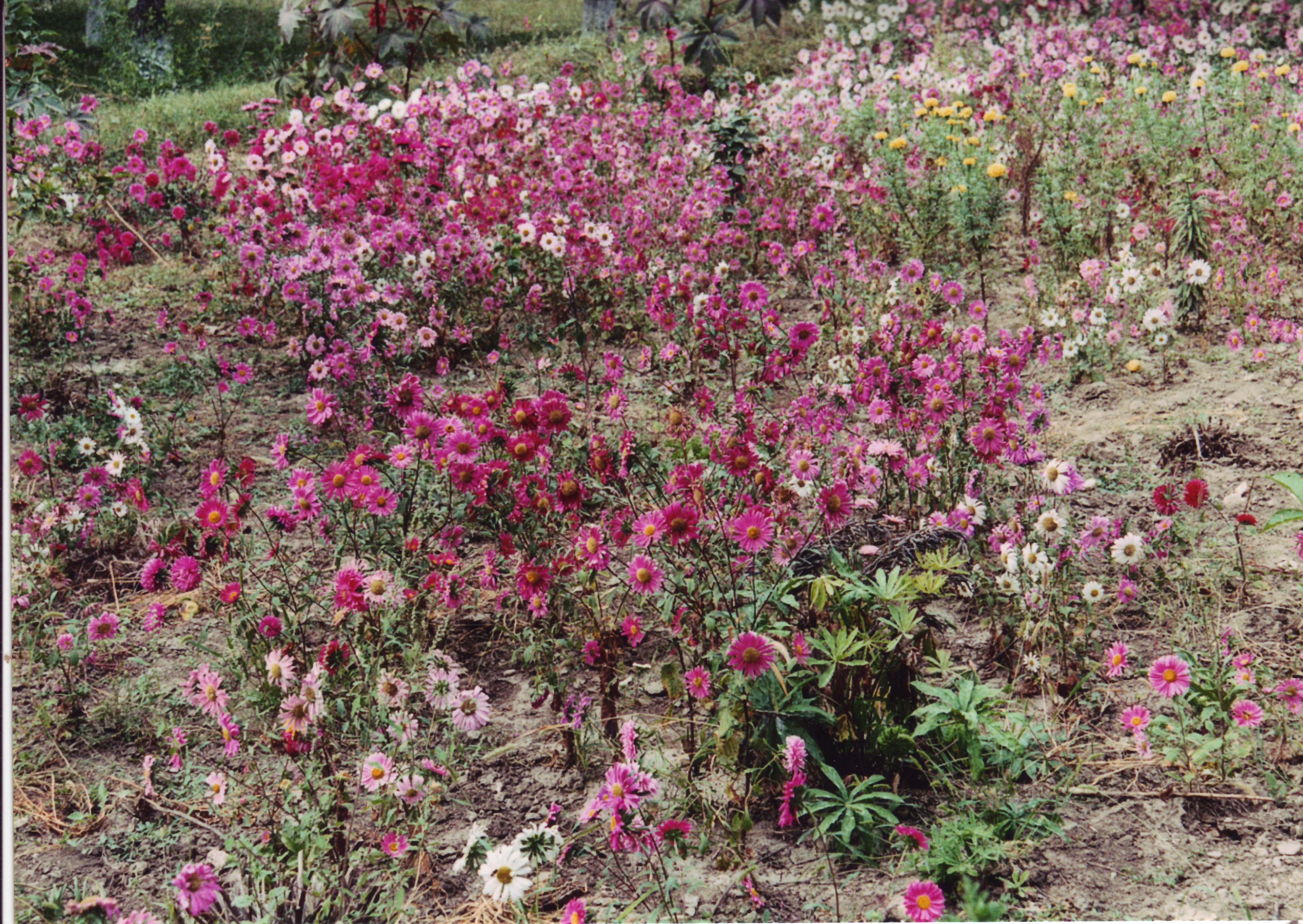 2002: Conference on Physical Methods in Coordination and Supramolecular Chemistry: Excursion