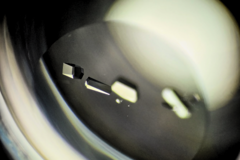 Lysozyme protein crystals grown by the student participants (August 2024).