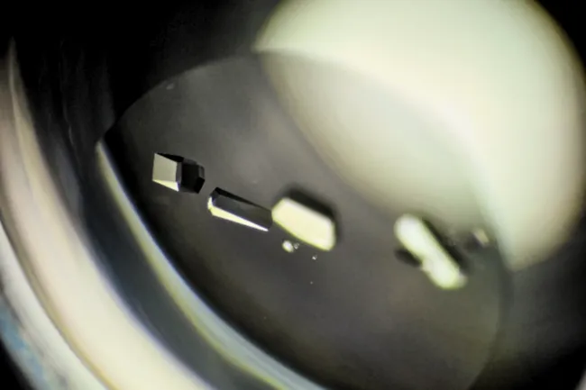 Lysozyme protein crystals grown by the student participants (August 2024).